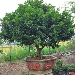 Cây Hoa Nguyệt Quế NQ2112