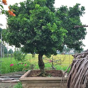 Cây Hoa Nguyệt Quế NQ2113