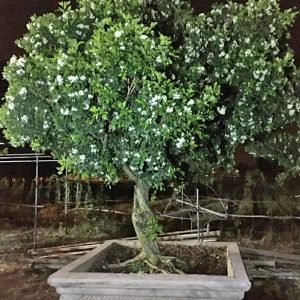 Cây Hoa Nguyệt Quế NQ2111