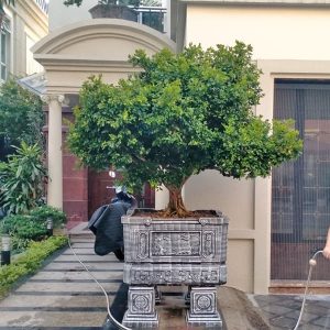 Cây Hoa Nguyệt Quế NQ2115