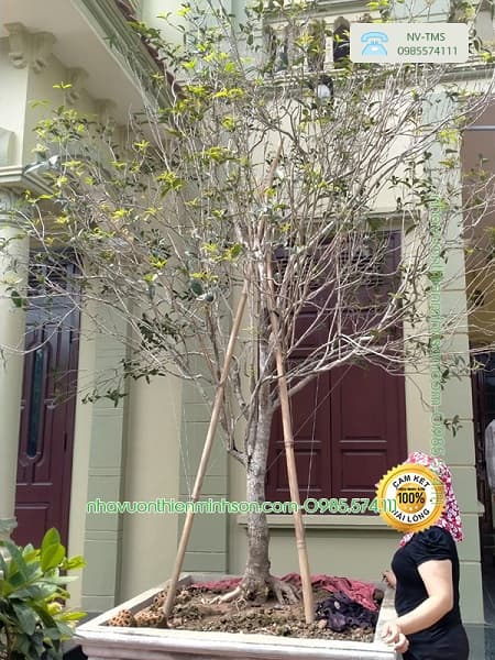 Cây Hoa Mộc Hương Cây Hoa Mộc là gì? Bán cây Hoa Mộc