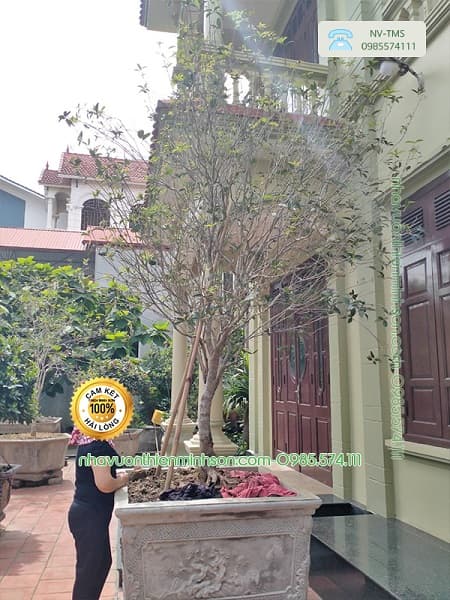 Cây Hoa Mộc Hương Đặc điểm cây Hoa Mộc? Bán cây Hoa Mộc