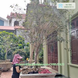 Bán cây Hoa Mộc (Mộc Hương) giá tốt nhất