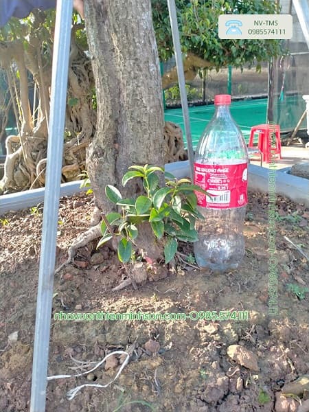 Cây Hoa Mộc Hương