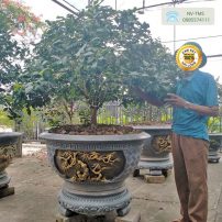 Ban hoa tra Nha vuon Thien Minh Son