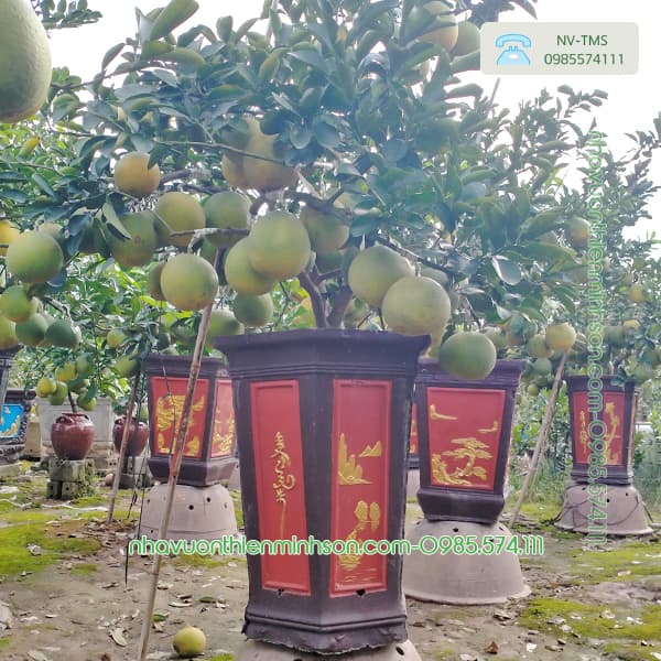 Cây Bưởi Cảnh Bonsai