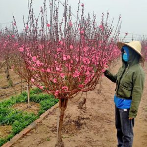 Đào Cành - Cành Đào Tết