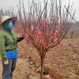 Cành Đào - Đào Tết DT4230