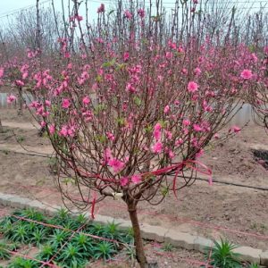 Cành Đào - Đào Tết DT4231