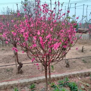 Cành Đào - Đào Tết DT4232
