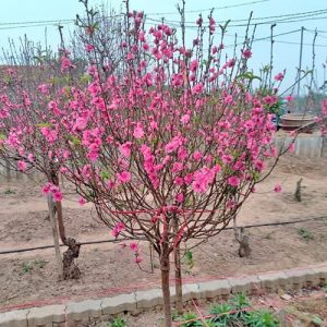 Cành Đào - Đào Tết DT4233