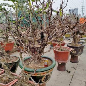 Cây Đào Bonsai - Đào Tết DT3222