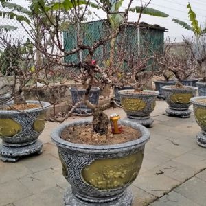 Cây Đào Bonsai - Đào Tết DT3224
