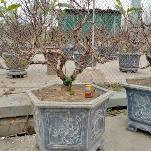 Cây Đào Bonsai - Đào Tết DT3225