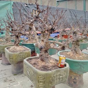 Cây Đào Bonsai - Đào Tết DT3226