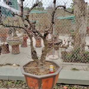 Cây Đào Bonsai - Đào Tết DT3227
