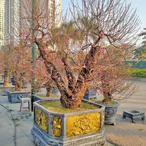 Cây Đào Cổ Thụ - Đào Tết DT6117