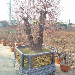 Cây Đào Cổ Thụ - Đào Tết DT6119