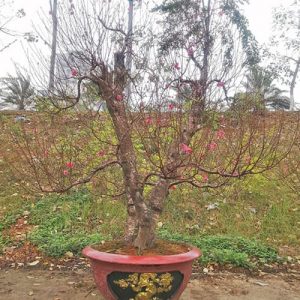 Cây Đào Nhật Tân - Đào Tết DNT1119