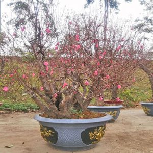 Cây Đào Nhật Tân - Đào Tết DNT1121