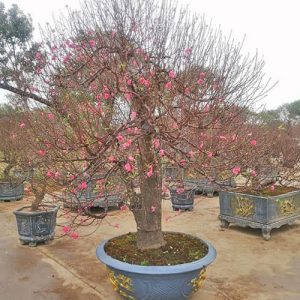 Cây Đào Nhật Tân - Đào Tết DNT1122