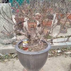 Cây Đào Thất Thốn - Đào Tết DT9123