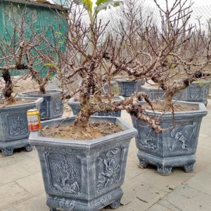 Cây Đào Thất Thốn - Đào Tết DT9125