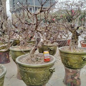 Cây Đào Thất Thốn - Đào Tết DT9126