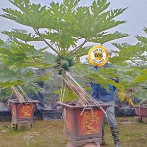 Cây Đu Đủ Cảnh Bonsai DD1131
