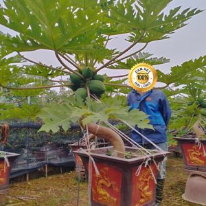 Cây Đu Đủ Cảnh DD1119