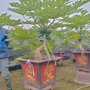 Cây Đu Đủ Cảnh DD1121
