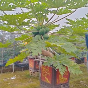 Cây Đu Đủ Lùn DD1133