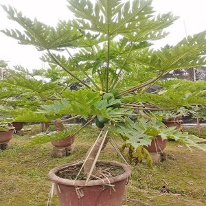Cây Đu Đủ Lùn DD1134