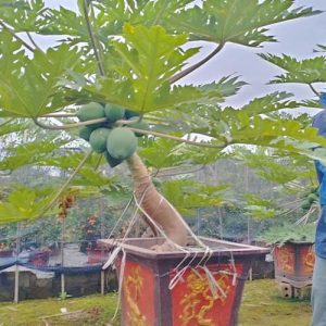 Cây Đu Đủ Lùn DD1135