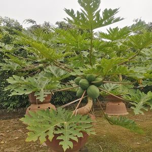 Cây Đu Đủ Lùn DD1136