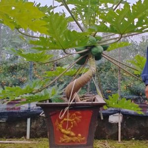 Cây Đu Đủ Lùn DD1137