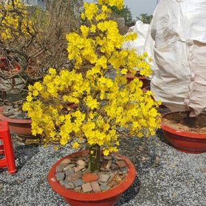 Cây Mai Tết MV1122