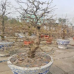 Cây Mai Tết MV1123