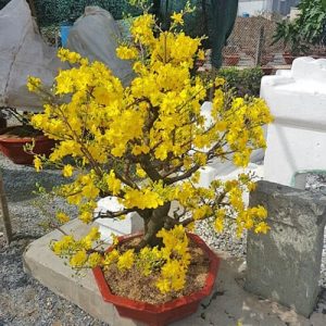 Cây Mai Tết MV1124