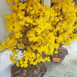 Cây Mai Vàng Tết MV1125