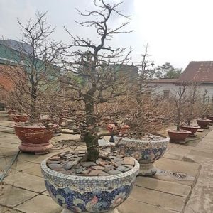 Cây Mai Vàng Tết MV1126