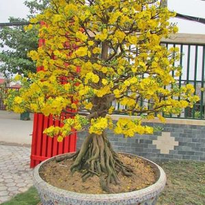 Cây Mai Vàng Tết MV1129