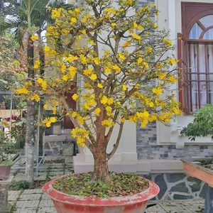 Cây Mai Vàng Tết MV1130