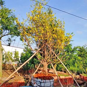 Cây Mai Vàng Tết MV1131
