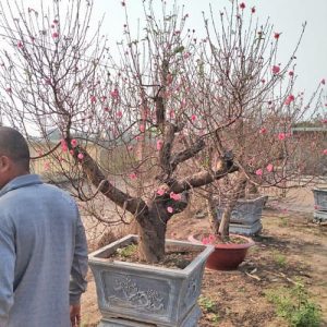Đào Bích - Đào Tết DT3112