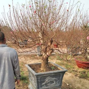 Đào Bích - Đào Tết DT3113