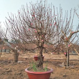 Đào Bích - Đào Tết DT3115