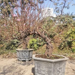 Đào Bích - Đào Tết DT3116