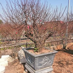 Đào Bích - Đào Tết DT3118