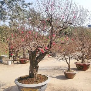 Đào Bích Đẹp - Đào Tết DT3121